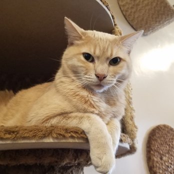 The Cat Cafe - Coffee & Tea Near Me - San Diego, California The Cat Cafe - Coffee & Tea Near Me - San Diego, California