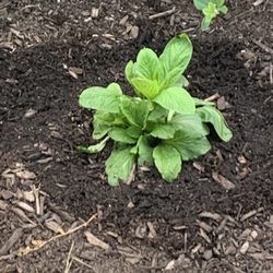 Redbud Native Plant Nursery - Lobelia
