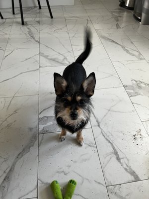 MANATEE COUNTY ANIMAL SERVICES - Updated January 2025 - 24 Photos & 10