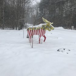 Granite Life - Popcorn moose