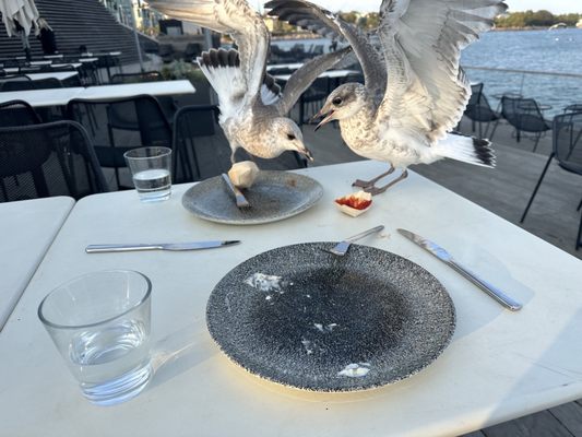 Löyly Helsinki by null