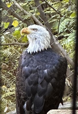 Oregon Zoo by null