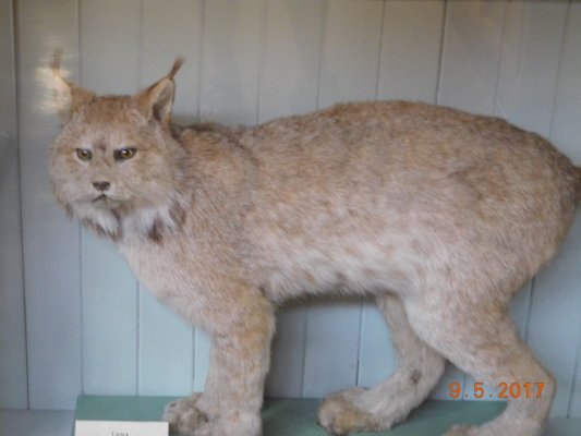 Banff Park Museum National Historic Site by null