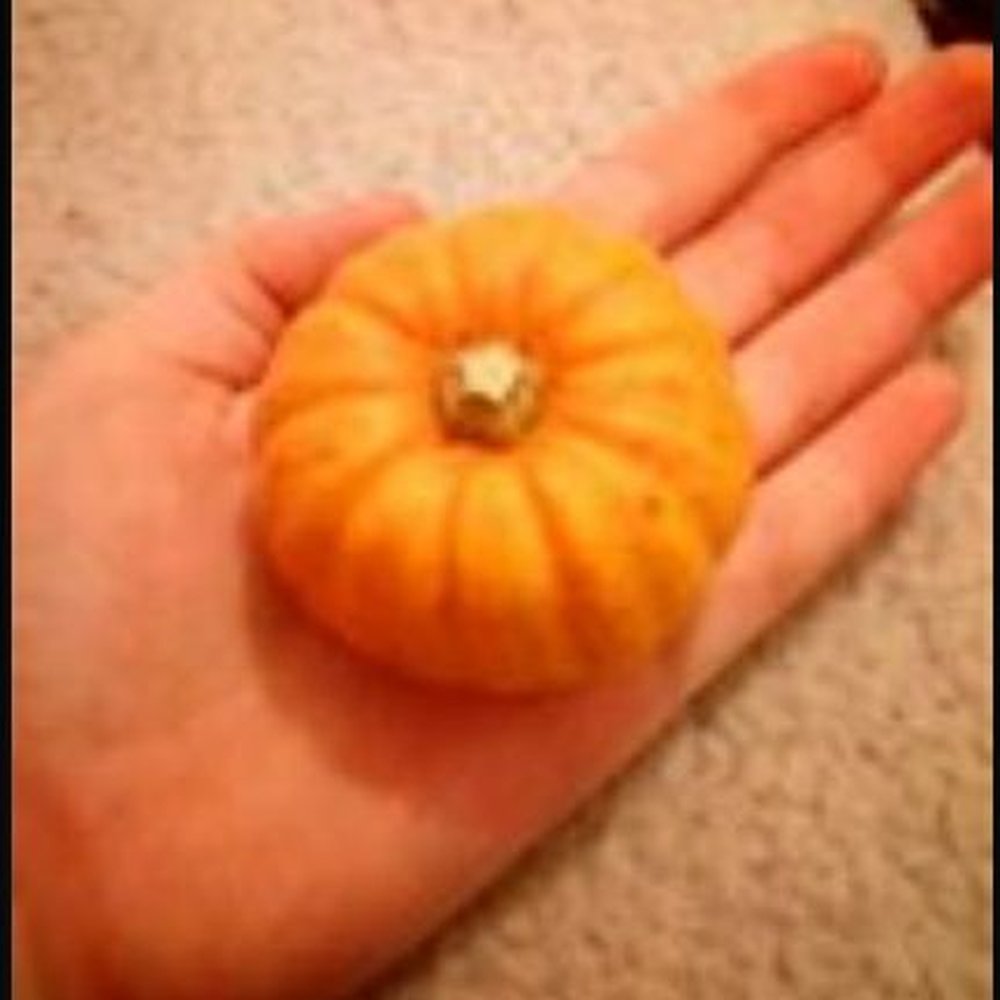 Mrs. Heather's Pumpkin Patch - MRS HEATHERS SO CALLED PUMPKIN!! - Kids Activities Near Me - Hammond, Louisiana Mrs. Heather's Pumpkin Patch - MRS HEATHERS SO CALLED PUMPKIN!! - Kids Activities Near Me - Hammond, Louisiana