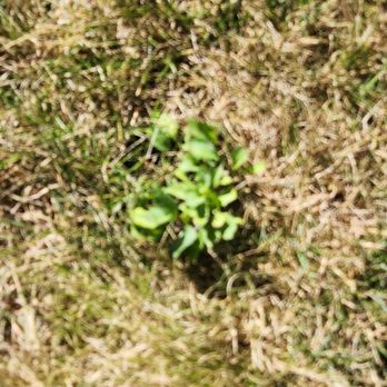 Free Spray Lawn Care - Lawn Services Near Me - Mansfield, Ohio Free Spray Lawn Care - Lawn Services Near Me - Mansfield, Ohio