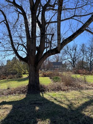 Locust Grove by null