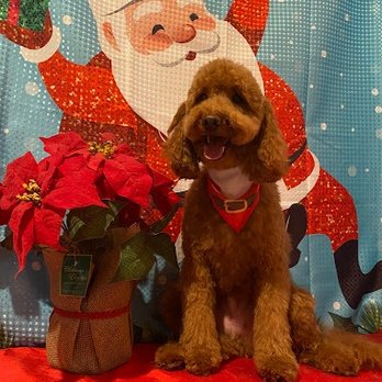 Chic Doggie - Pet Groomers Near Me - Newark, New Jersey