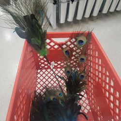 Michaels - Peacock feathers