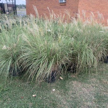 Nolan River Nursey - Adagio grass - Tree Services Near Me - Cleburne, Texas