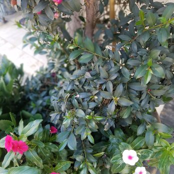 Tea Rose Garden - we're so close it scares me - Tea Rooms Near Me - Pasadena, California