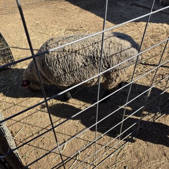 Keema's Pumpkin Farm - Sheep and cow. - CSA Near Me - Elk Grove, California
