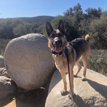 IQ K9 Training - Pet Training Near Me - Valley Center, California