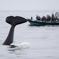 Fast Raft Ocean Safaris - A killer whale tail-lobs while the Fast Raft watches from a respectful distance. Photo by Brian Phan