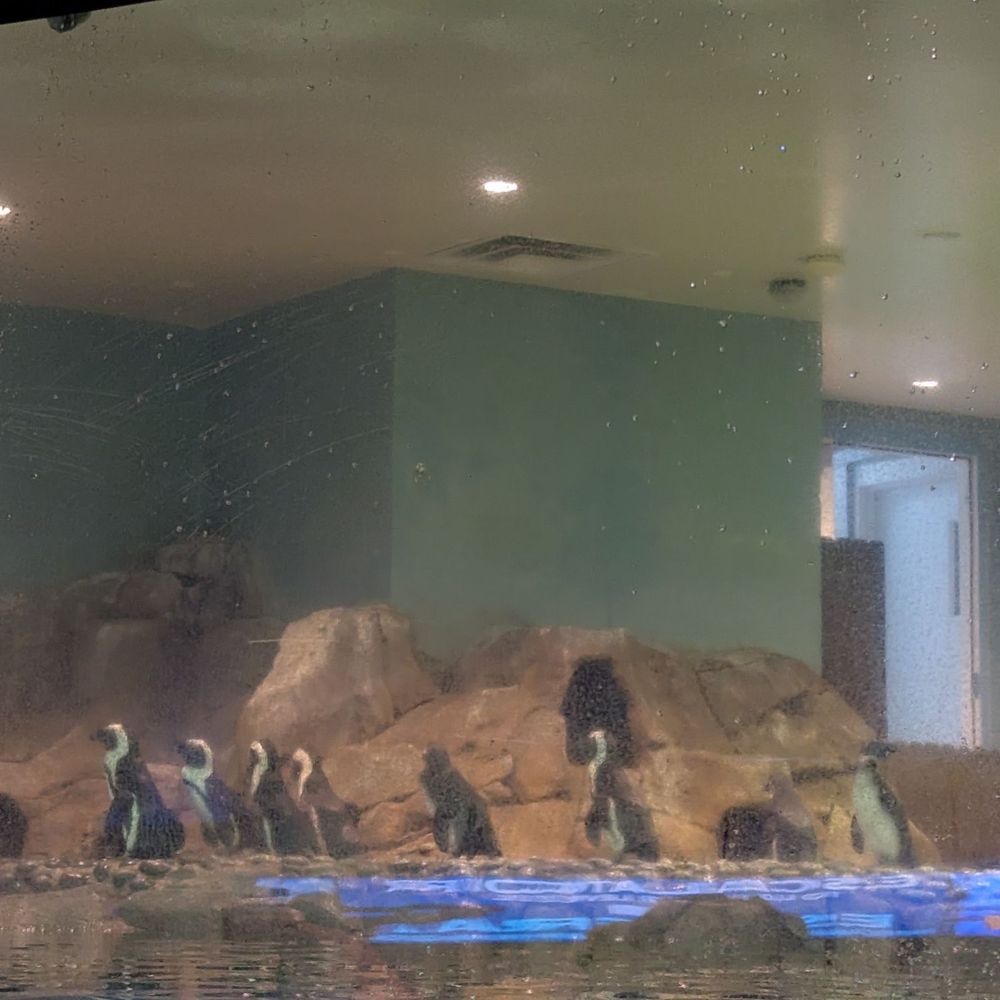 OdySea Aquarium - The penguin exhibit - Aquariums Near Me - Scottsdale, Arizona OdySea Aquarium - The penguin exhibit - Aquariums Near Me - Scottsdale, Arizona