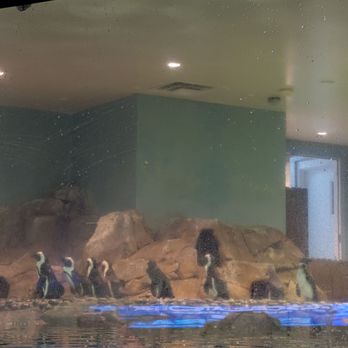 OdySea Aquarium - The penguin exhibit - Aquariums Near Me - Scottsdale, Arizona OdySea Aquarium - The penguin exhibit - Aquariums Near Me - Scottsdale, Arizona