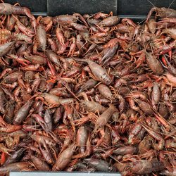 World Foods Supermarket - Live Crawfish