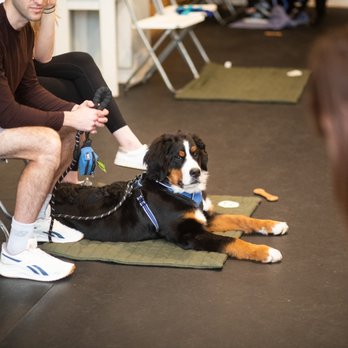Opportunity Barks Behavior & Training - Opportunity Barks puppy class - Pet Training Near Me - Philadelphia, Pennsylvania Opportunity Barks Behavior & Training - Opportunity Barks puppy class - Pet Training Near Me - Philadelphia, Pennsylvania