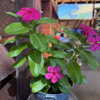 Alys A La Cart - The plants are real and healthy - Food Trucks Near Me - Taos, New Mexico Alys A La Cart - The plants are real and healthy - Food Trucks Near Me - Taos, New Mexico