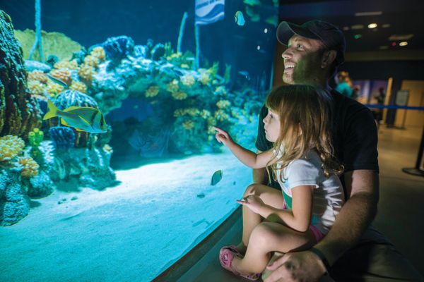 OdySea Aquarium by null