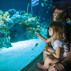 OdySea Aquarium