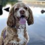 Photo of Dog Styling By Stephanie