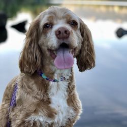 Dog Styling By Stephanie - Fantastic Cocker Cut