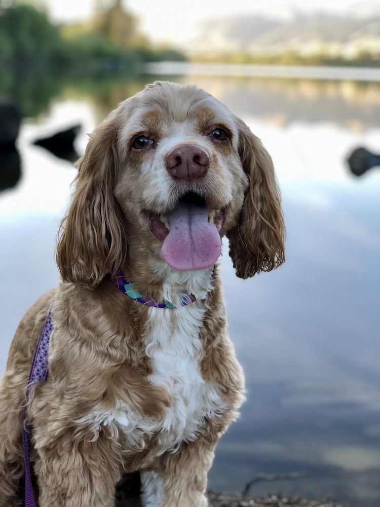 DOG STYLING BY STEPHANIE Updated September 2024 14 Photos & 13