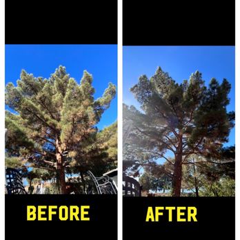 Professional Tree Service - B&A! - Tree Services Near Me - Saint George, Utah Professional Tree Service - B&A! - Tree Services Near Me - Saint George, Utah