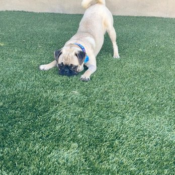 Pug Nation Rescue - Myles - Animal Shelters Near Me - Gardena, California