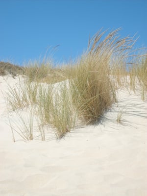 Su Giudeu Beach by null