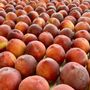 Floyds Fruit & Flowers