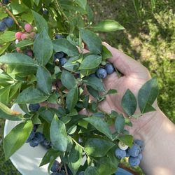 Pearl River Blues Berry Farm