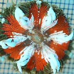 Pacific East AquaCulture
