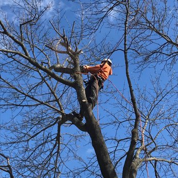 Welch Tree Service - Welch Tree service at our home in Arlington Washington - Tree Services Near Me - Granite Falls, Washington