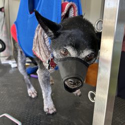 Little Paws Services - Saylor in the halter for his nail trim