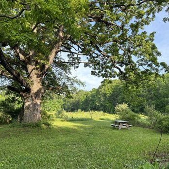 Filmore County Park - Large tree - Parks Near Me - Brighton, Michigan