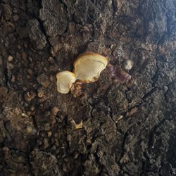 Tre Piatti - Mushroom on indoor trees brought