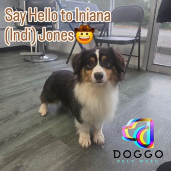 Doggo Self Wash - Baby Indi Jones in for his first adventure with his new family! - Pet Groomers Near Me - Shoreline, Washington