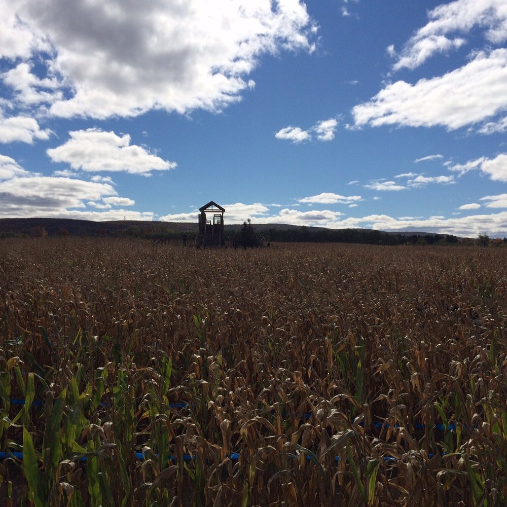 Barton Orchards - Corn maze! - Farmers Market Near Me - Poughquag, New York