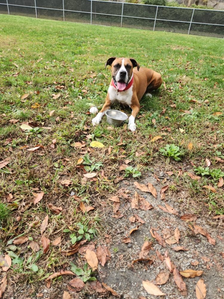 POOP SCOOPIN’ BOOGIE Request Information Pittsburgh, Pennsylvania