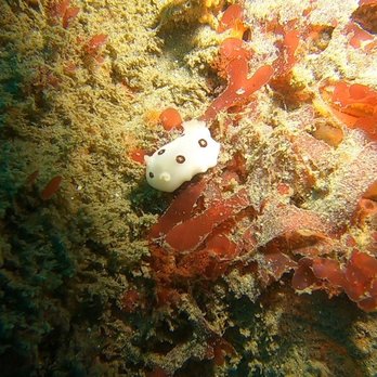 Aquarius Dive Shop - Nudi - Dive Shops Near Me - Monterey, California