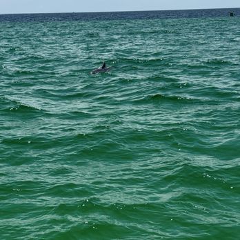 Destin Snorkel Tours - Dolphin - Boating Near Me - Destin, Florida