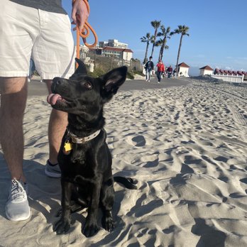 Lucky Pup Dog Training - Staying in his place at the beach - Pet Training Near Me