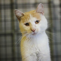 Pahl's Designer Showrooms - Our friends at Glacial Lakes Humane Society