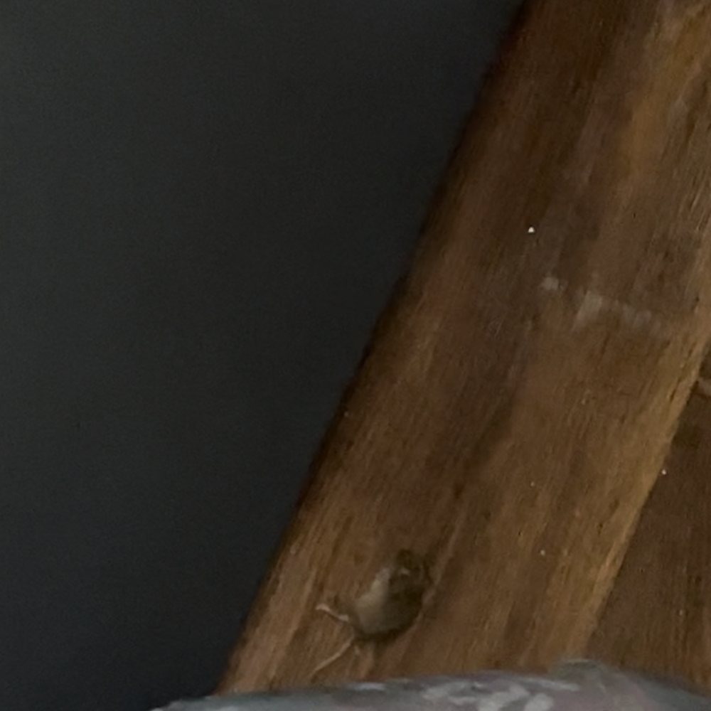 Warren Manor - Just a mouse that dropped dead with no trap - Apartments Near Me - Warren, Michigan Warren Manor - Just a mouse that dropped dead with no trap - Apartments Near Me - Warren, Michigan
