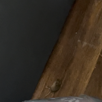 Warren Manor - Just a mouse that dropped dead with no trap - Apartments Near Me - Warren, Michigan