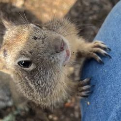 Bush's Pasture Park - Rodents