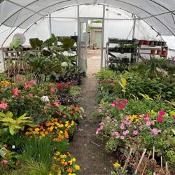 Grow Wild Greenery - Greenhouse