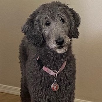 The Bark Side - Sam! - Pet Training Near Me The Bark Side - Sam! - Pet Training Near Me
