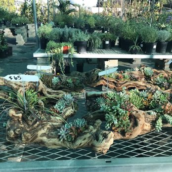 Ricardo's Nursery - Great gift of plants nestled in wood Nov 2022 - Nurseries & Gardening Near Me - Long Beach, California Ricardo's Nursery - Great gift of plants nestled in wood Nov 2022 - Nurseries & Gardening Near Me - Long Beach, California
